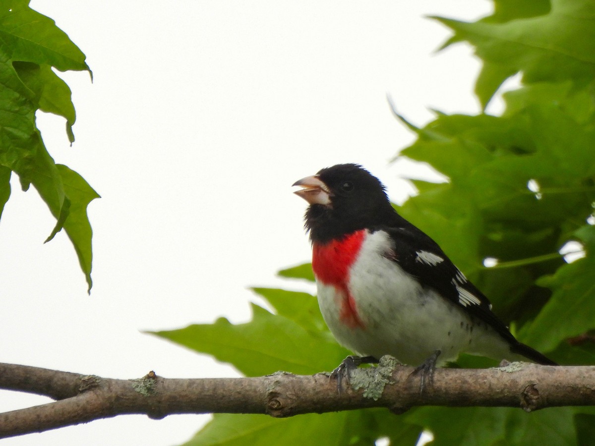 Rose-breasted Grosbeak - Nathalie Ouellet