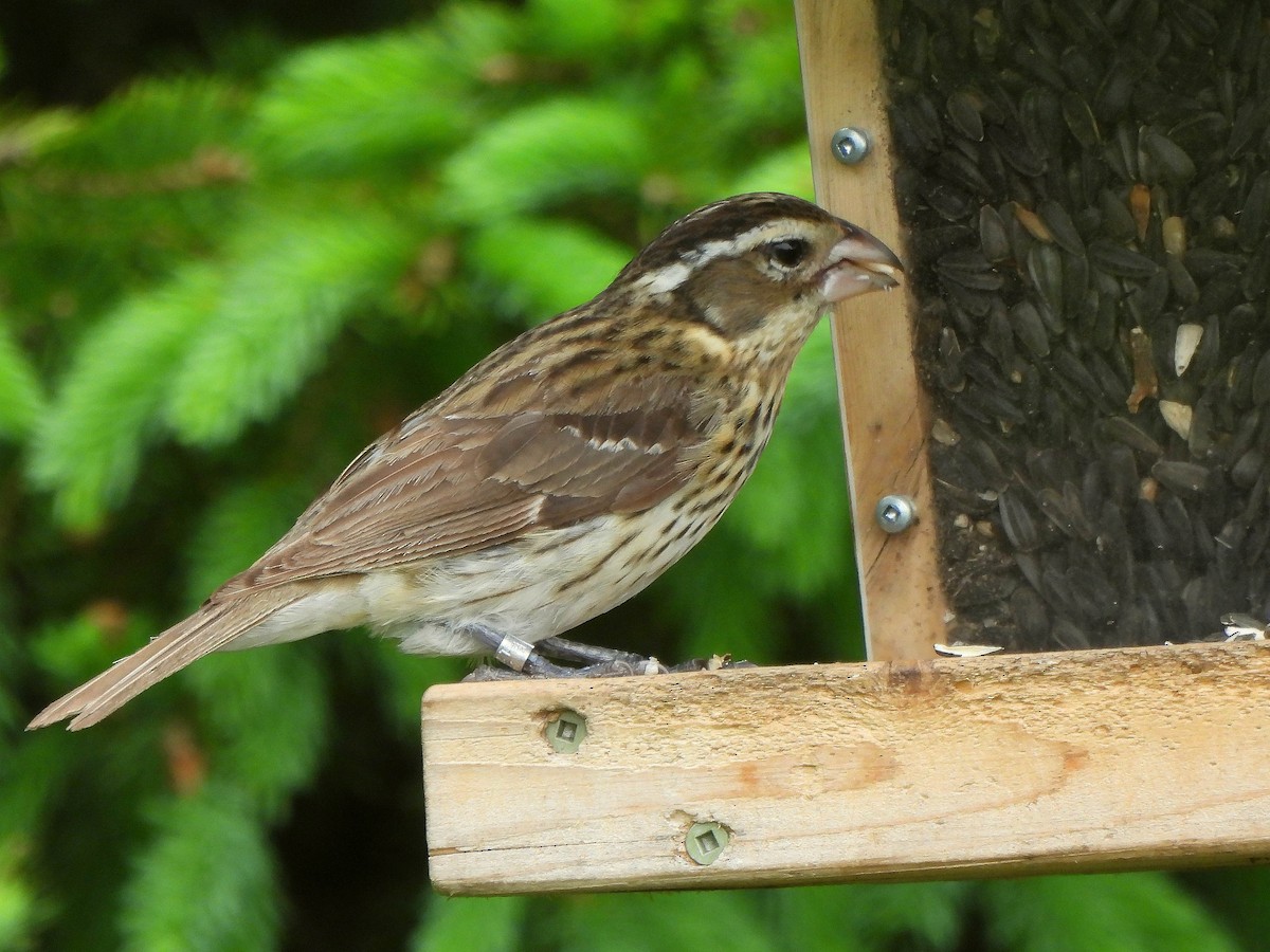 Rose-breasted Grosbeak - Nathalie Ouellet