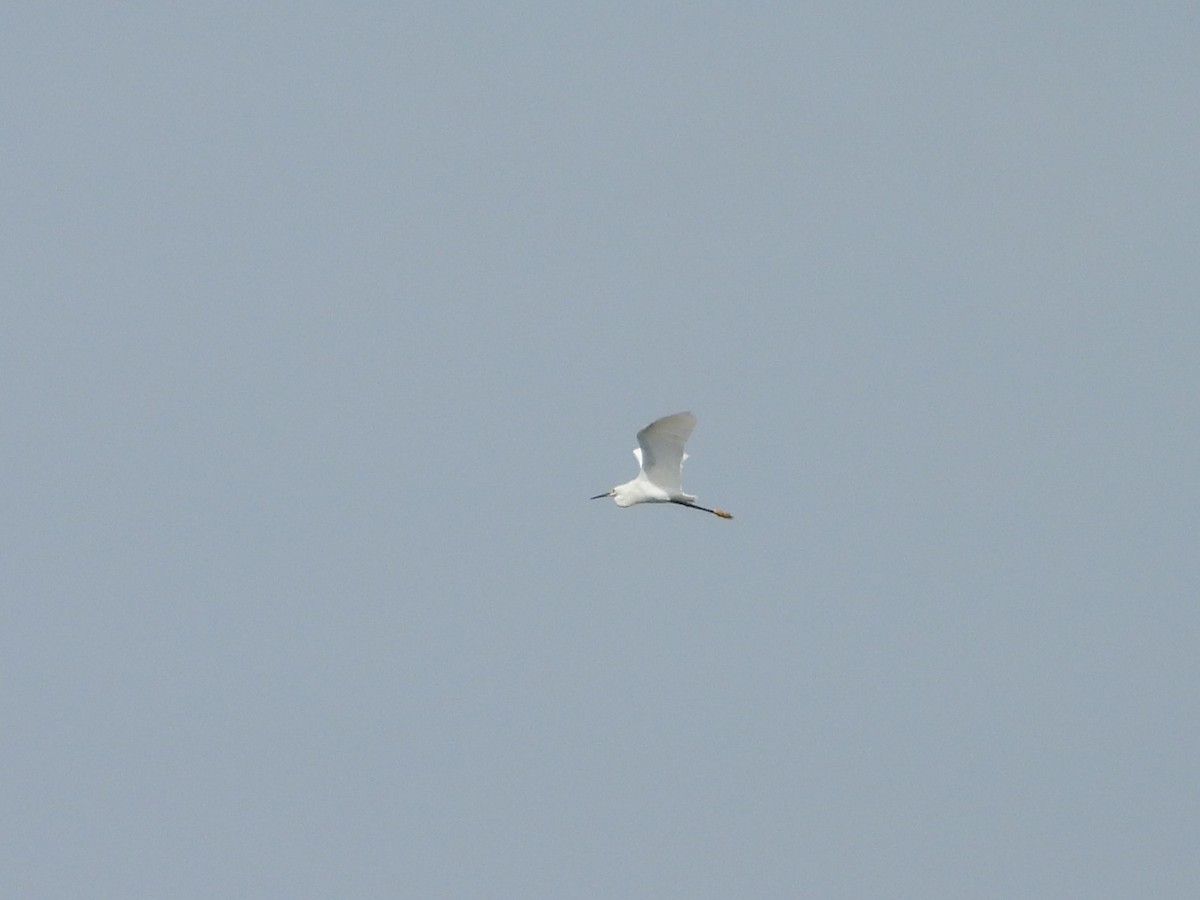 Snowy Egret - Manuel Pérez R.