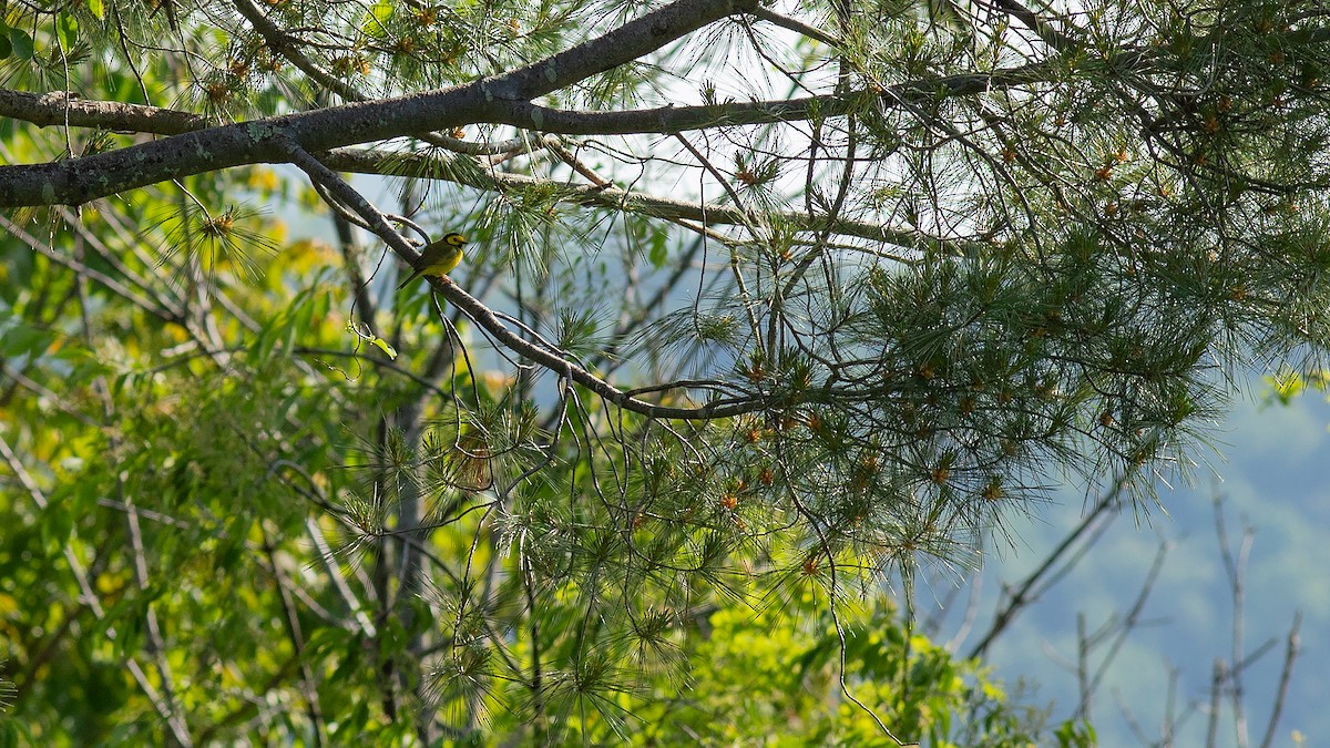 Hooded Warbler - Todd Kiraly