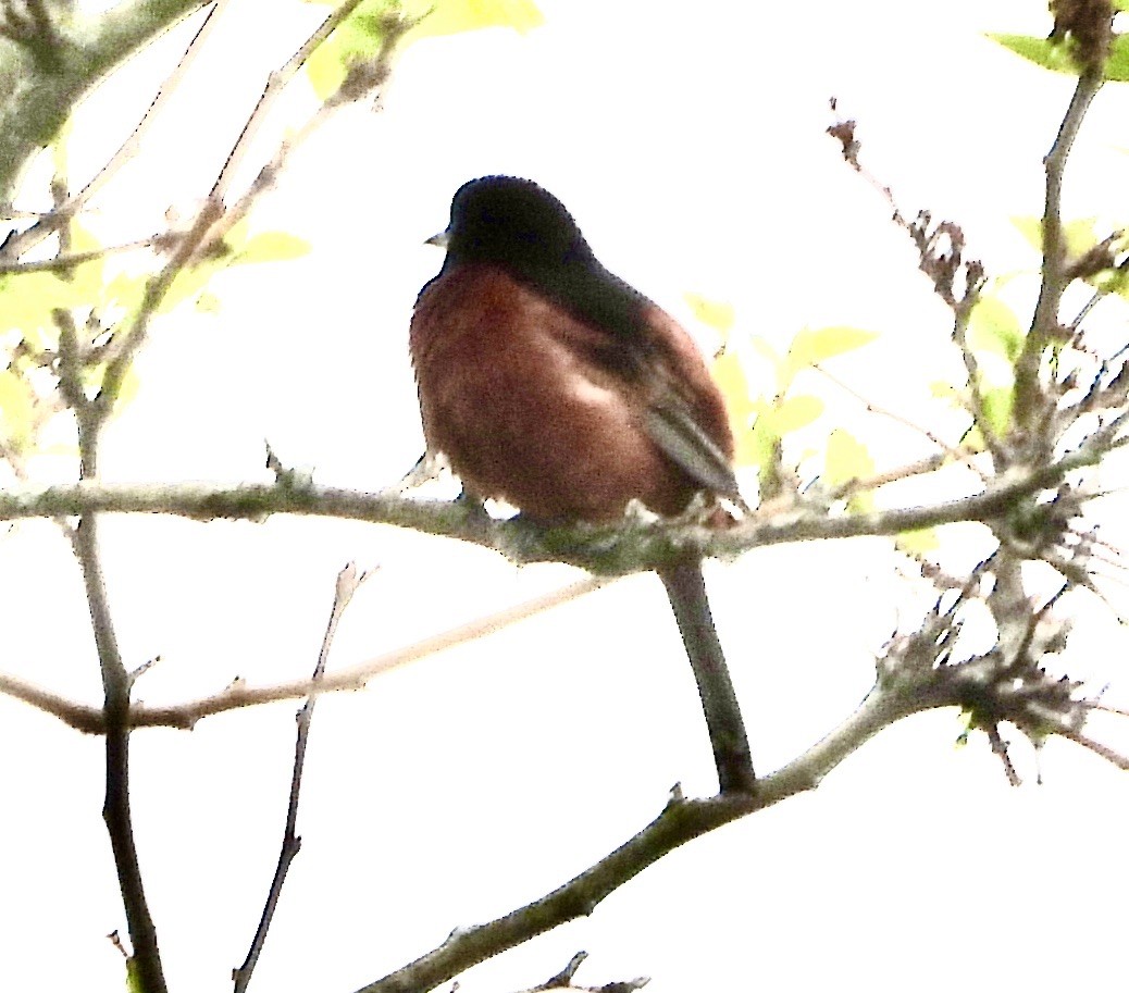 Orchard Oriole - John Grossa