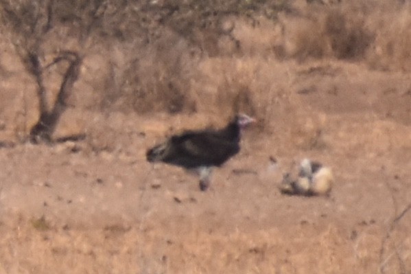 Lappet-faced Vulture - ML619646196