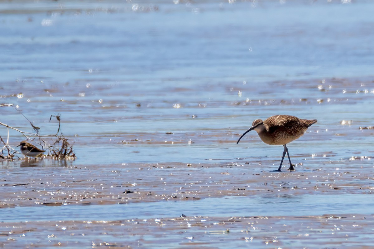 Least Sandpiper - Ron Horn