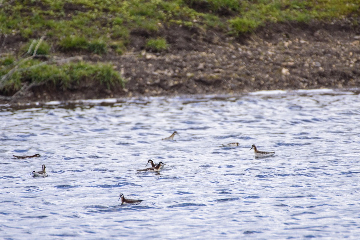 Wilson's Phalarope - Anatoly Tokar