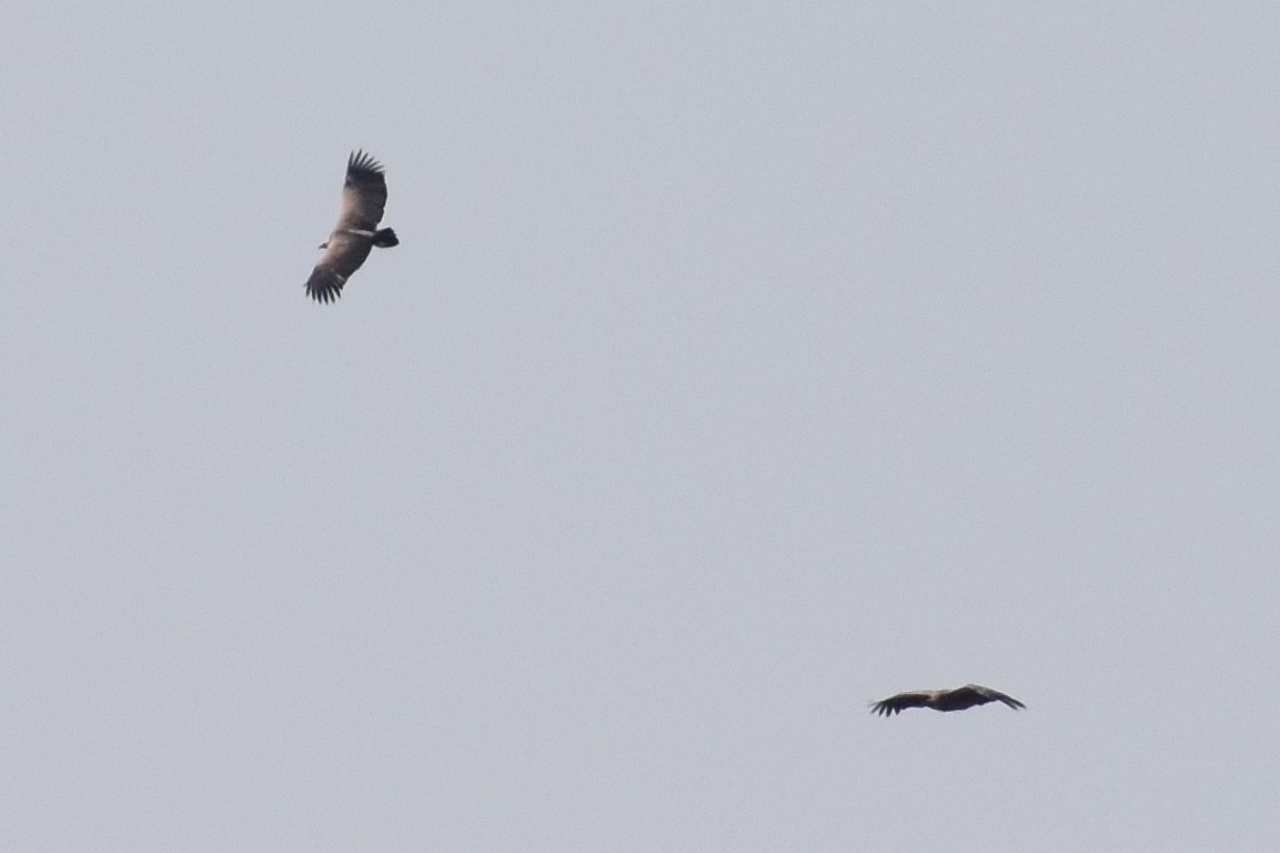 White-backed Vulture - Nathan O'Reilly