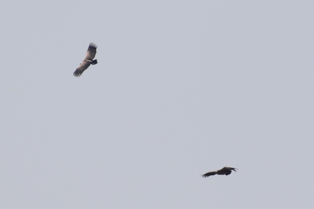 White-backed Vulture - Nathan O'Reilly