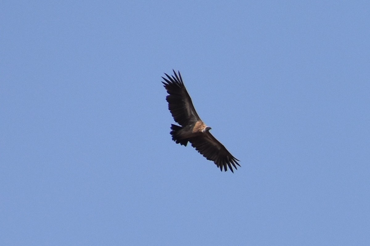 White-backed Vulture - ML619646220