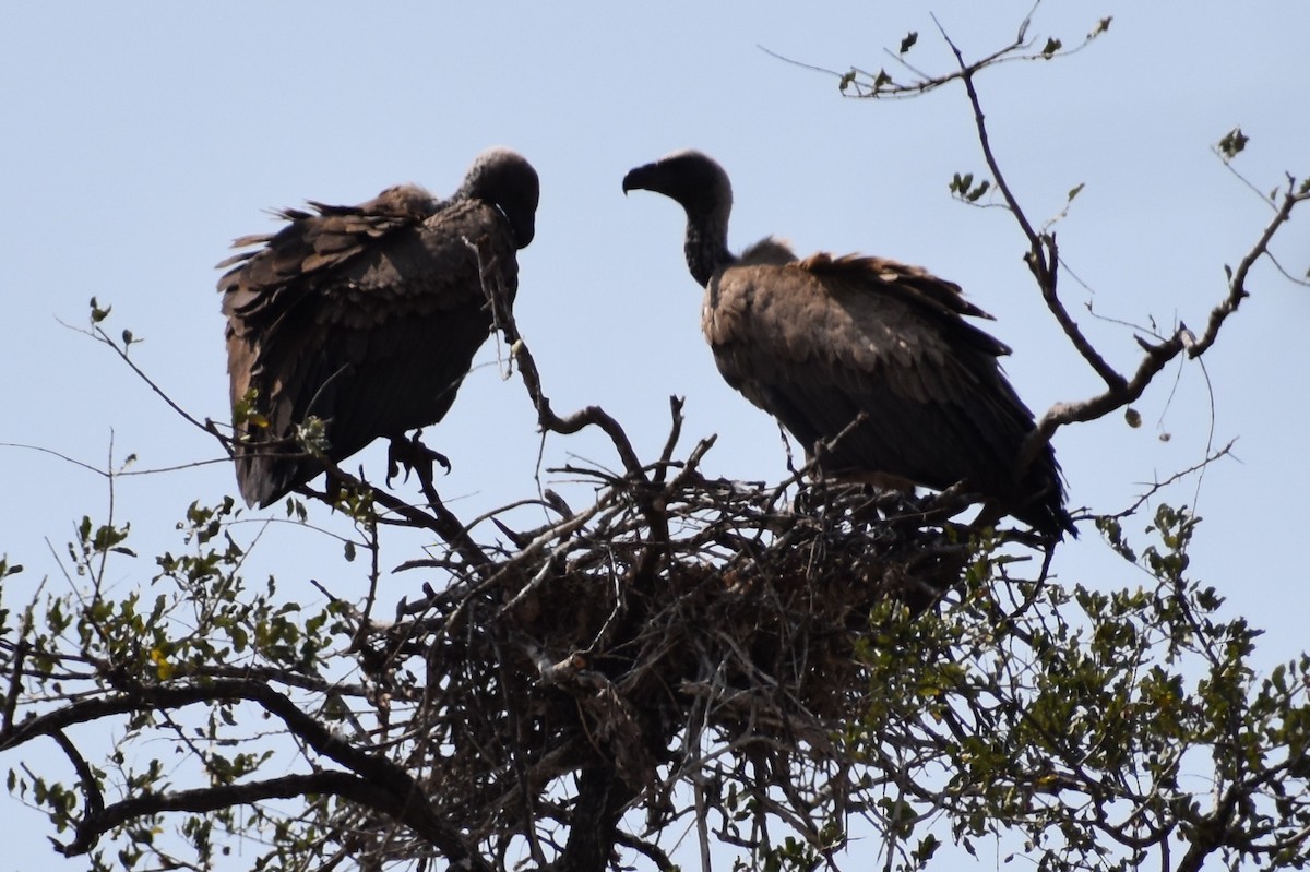 White-backed Vulture - ML619646222