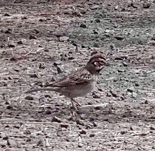 Lark Sparrow - maxine reid