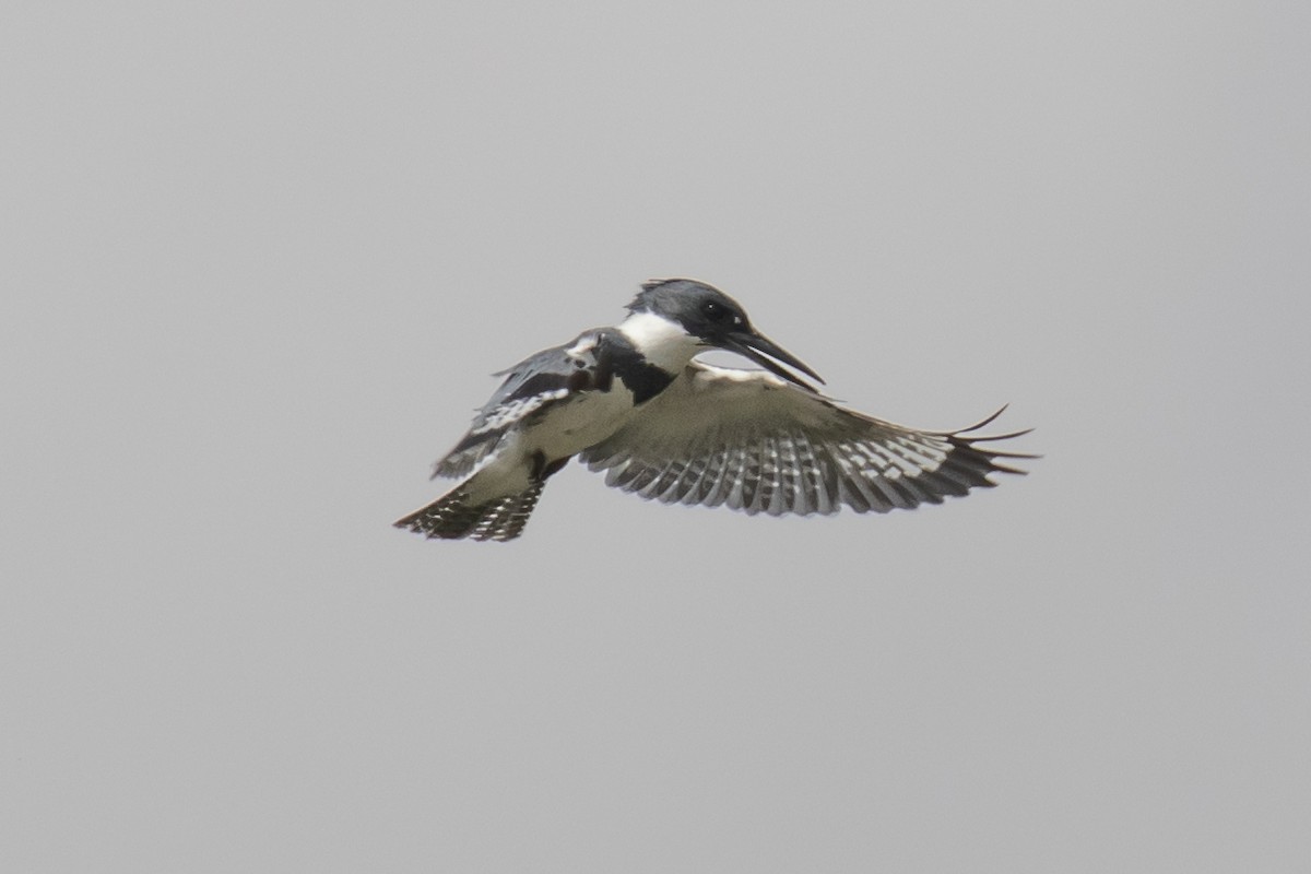 Belted Kingfisher - Christine Mason