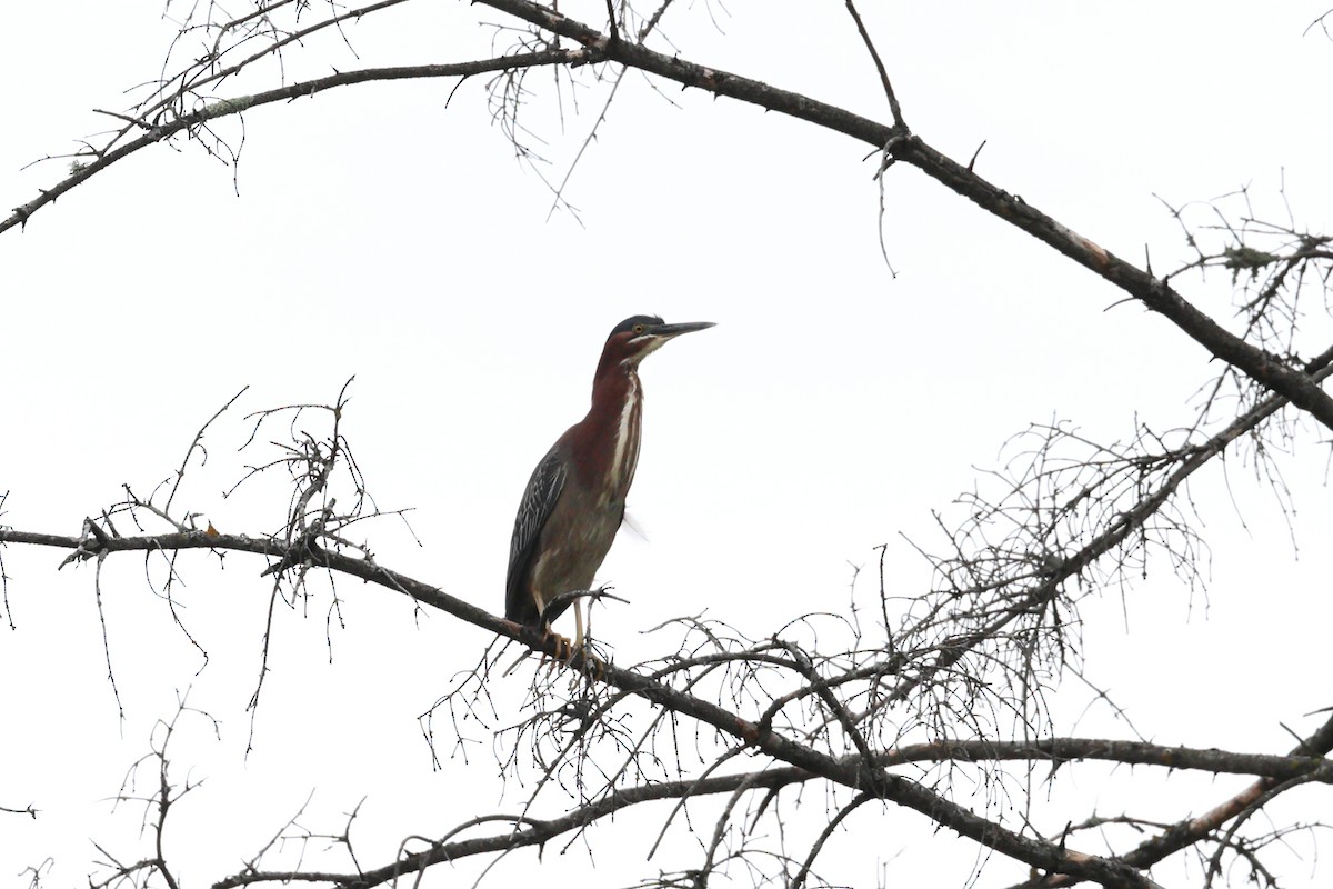 Green Heron - Darcy Pinotti