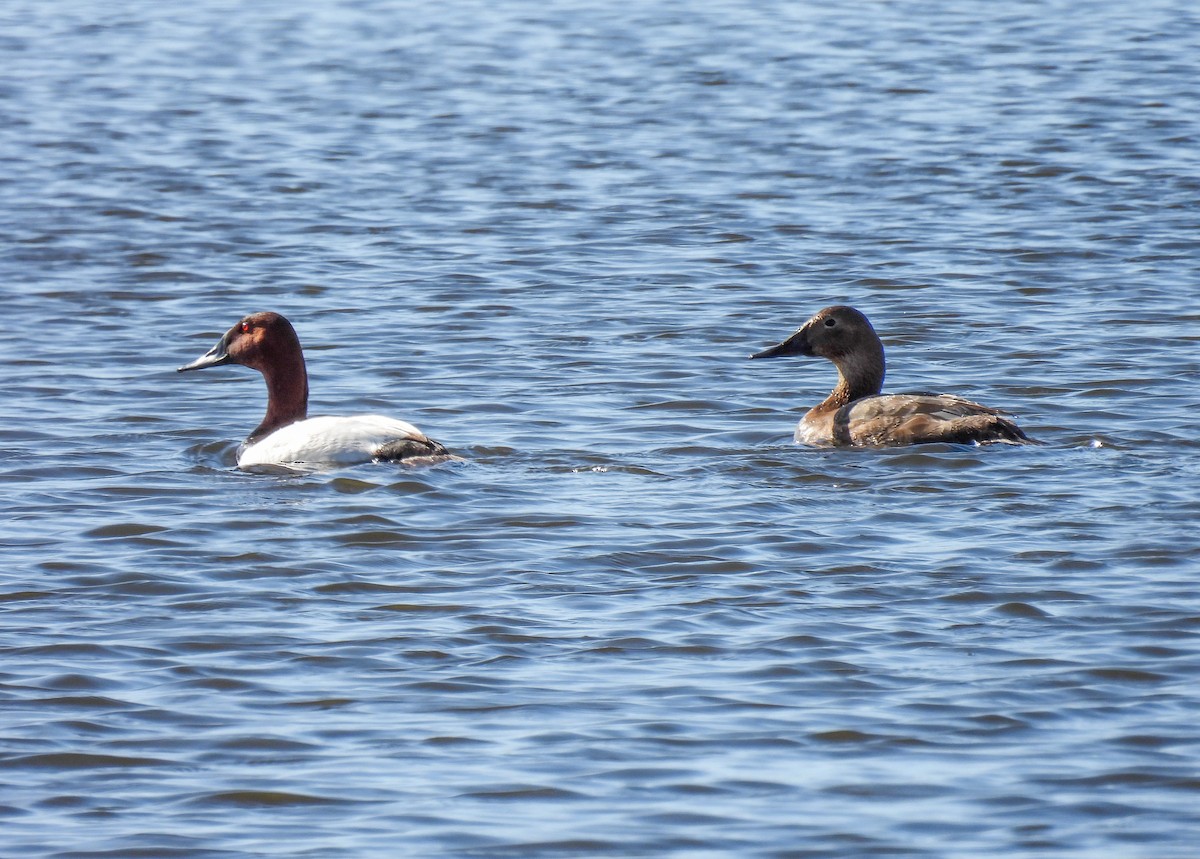 Canvasback - Sara Gravatt-Wimsatt