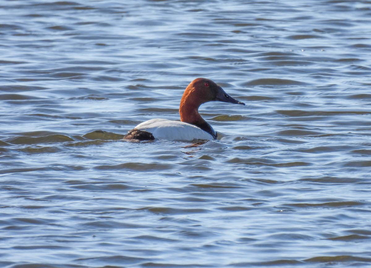 Canvasback - Sara Gravatt-Wimsatt