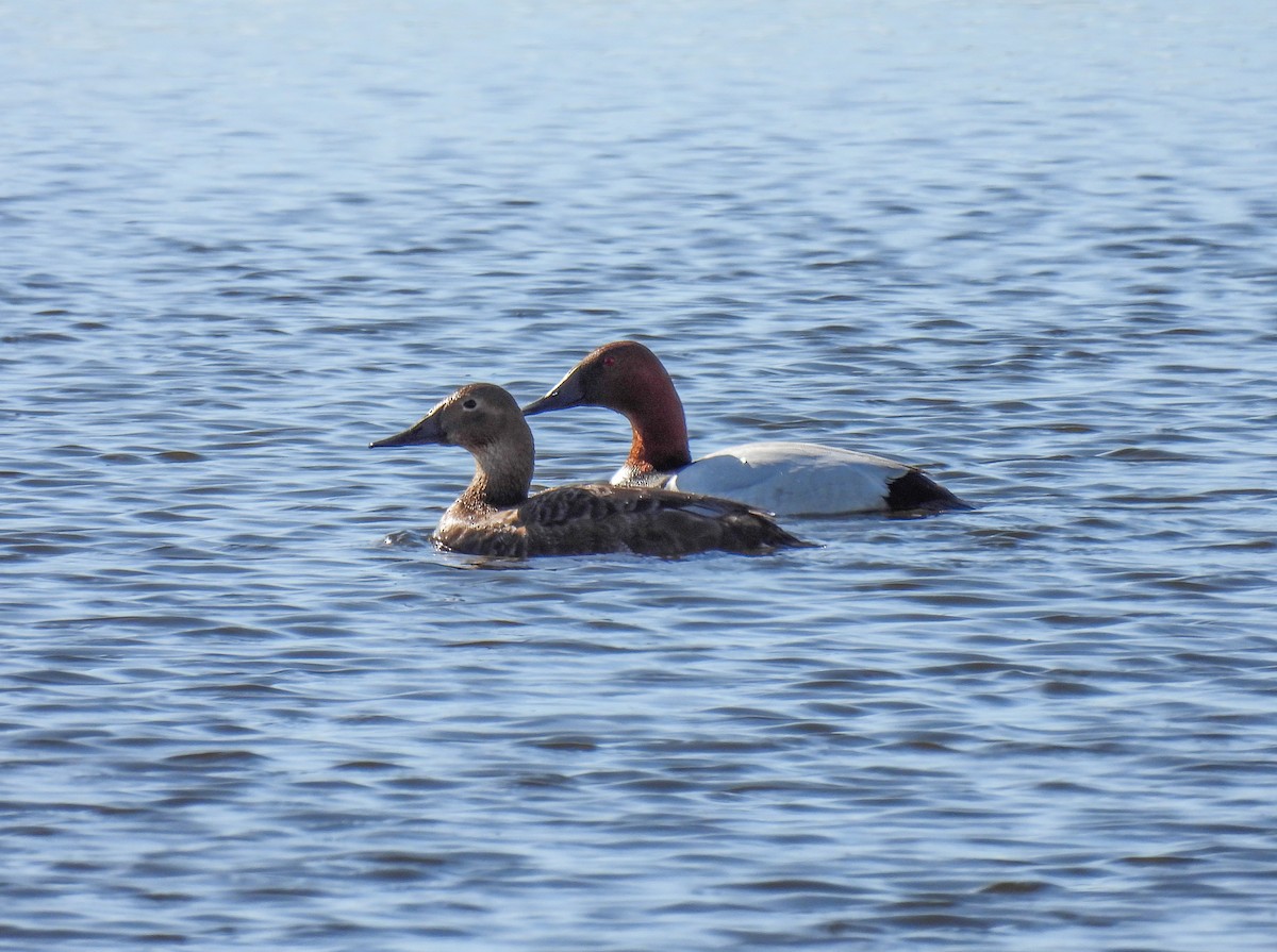 Canvasback - Sara Gravatt-Wimsatt