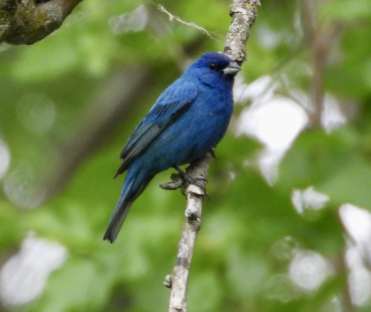 Indigo Bunting - John Grossa