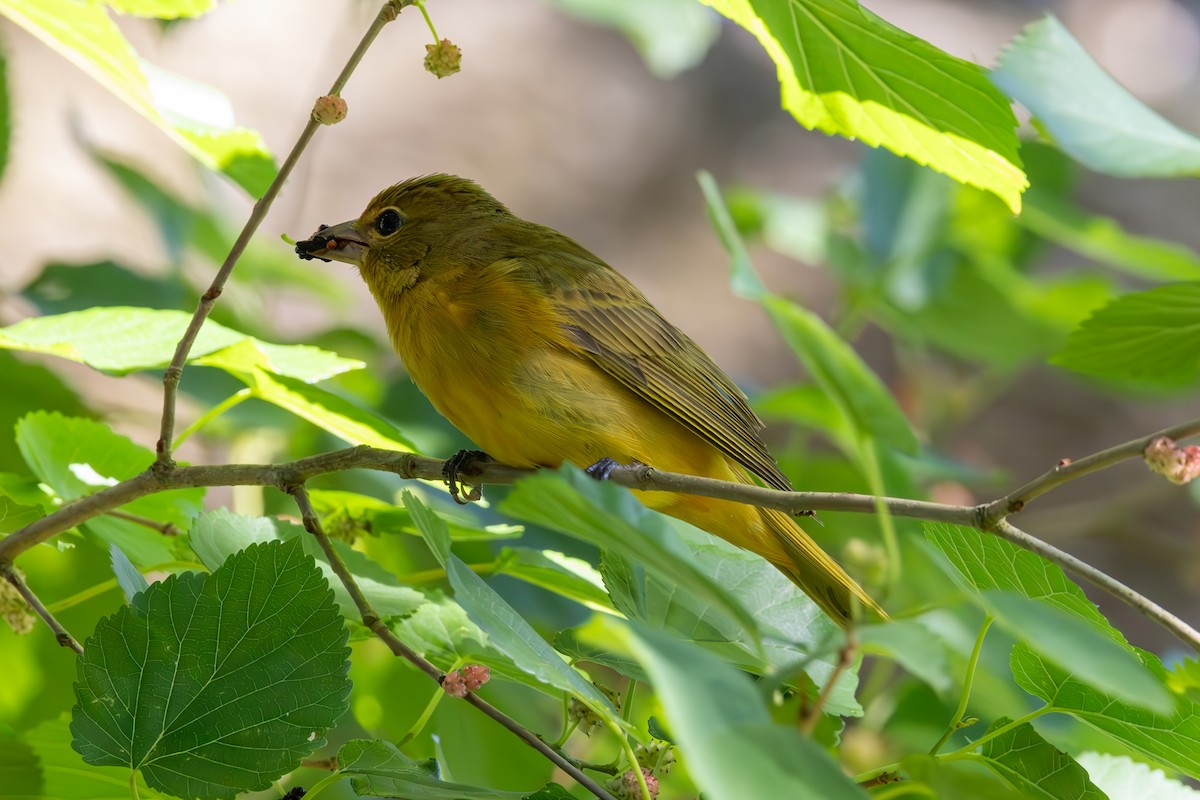 Summer Tanager - Mason Flint