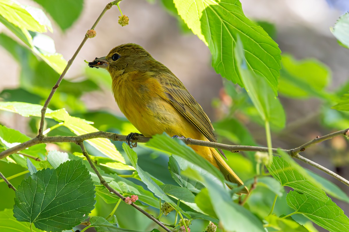 Summer Tanager - Mason Flint