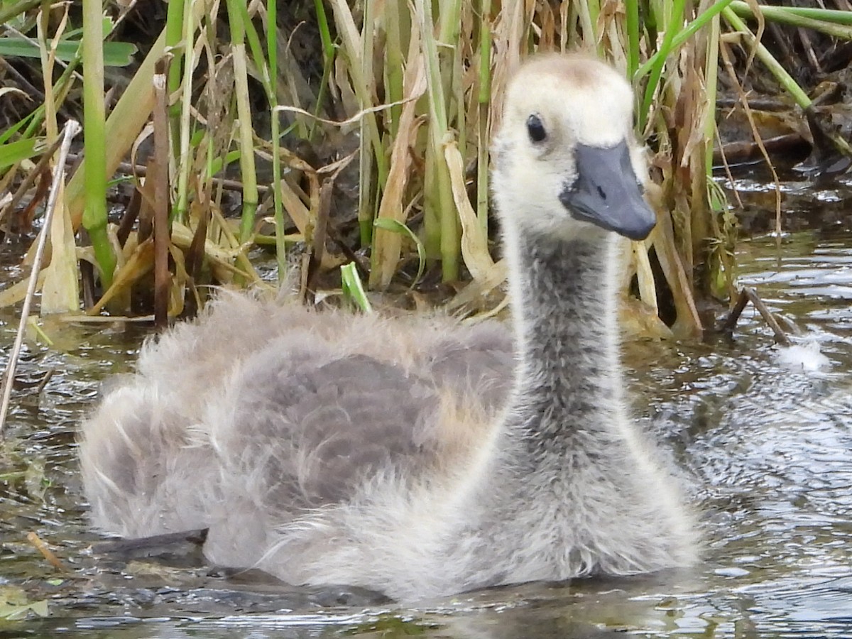 Canada Goose - Tammy Bradford