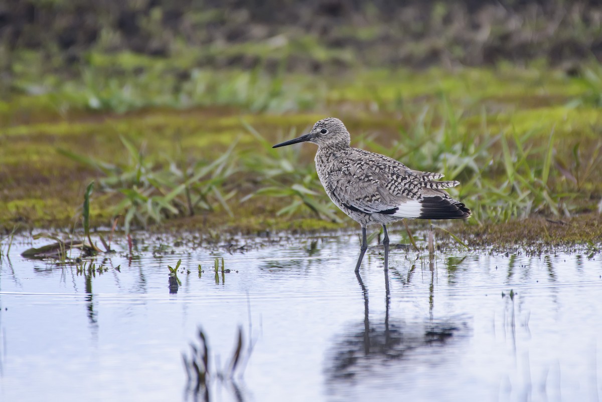 Willet - Anatoly Tokar