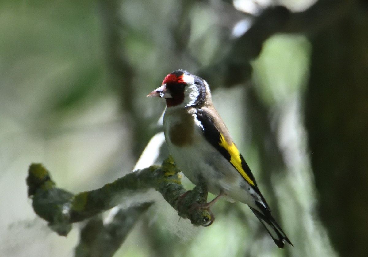 European Goldfinch - Mu Sano