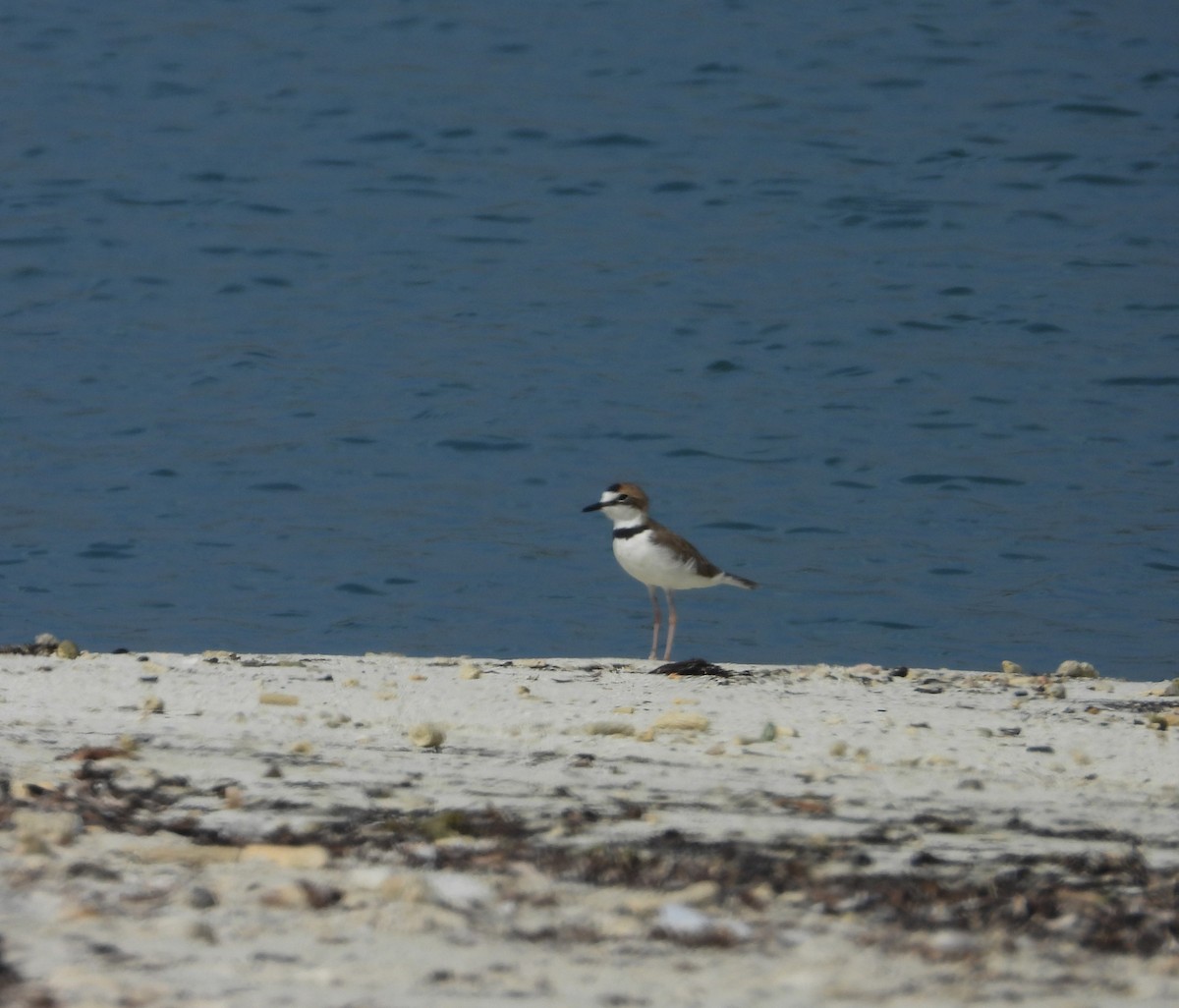 Collared Plover - Manuel Pérez R.