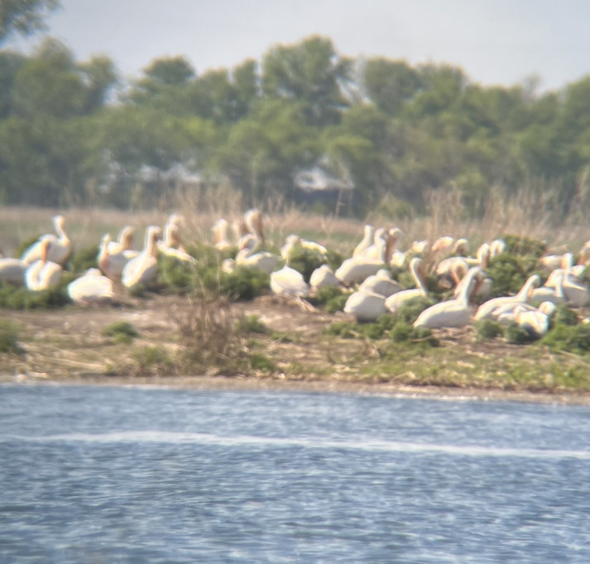 American White Pelican - ML619646261