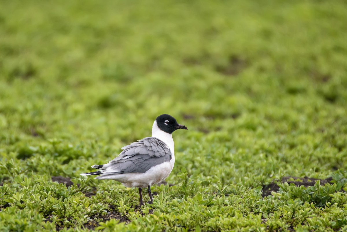 Franklin's Gull - Anatoly Tokar