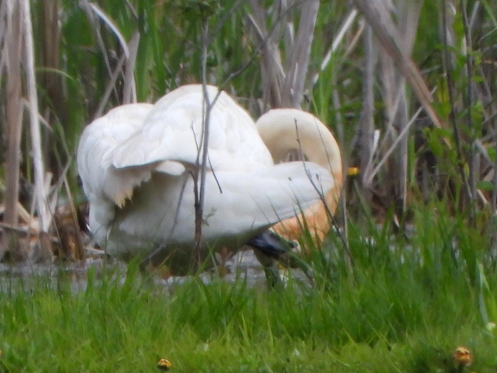 Trumpeter Swan - Tammy Bradford