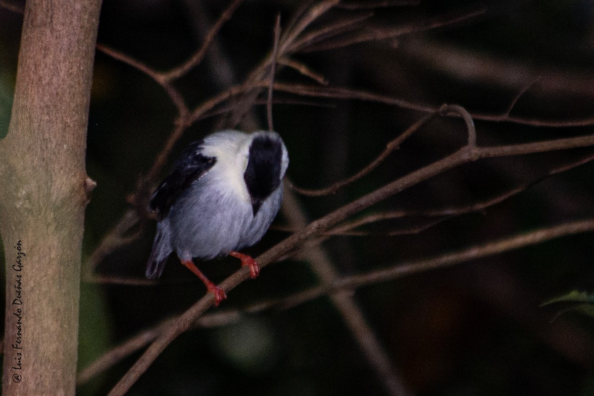 White-bearded Manakin - Luis Fernando DG