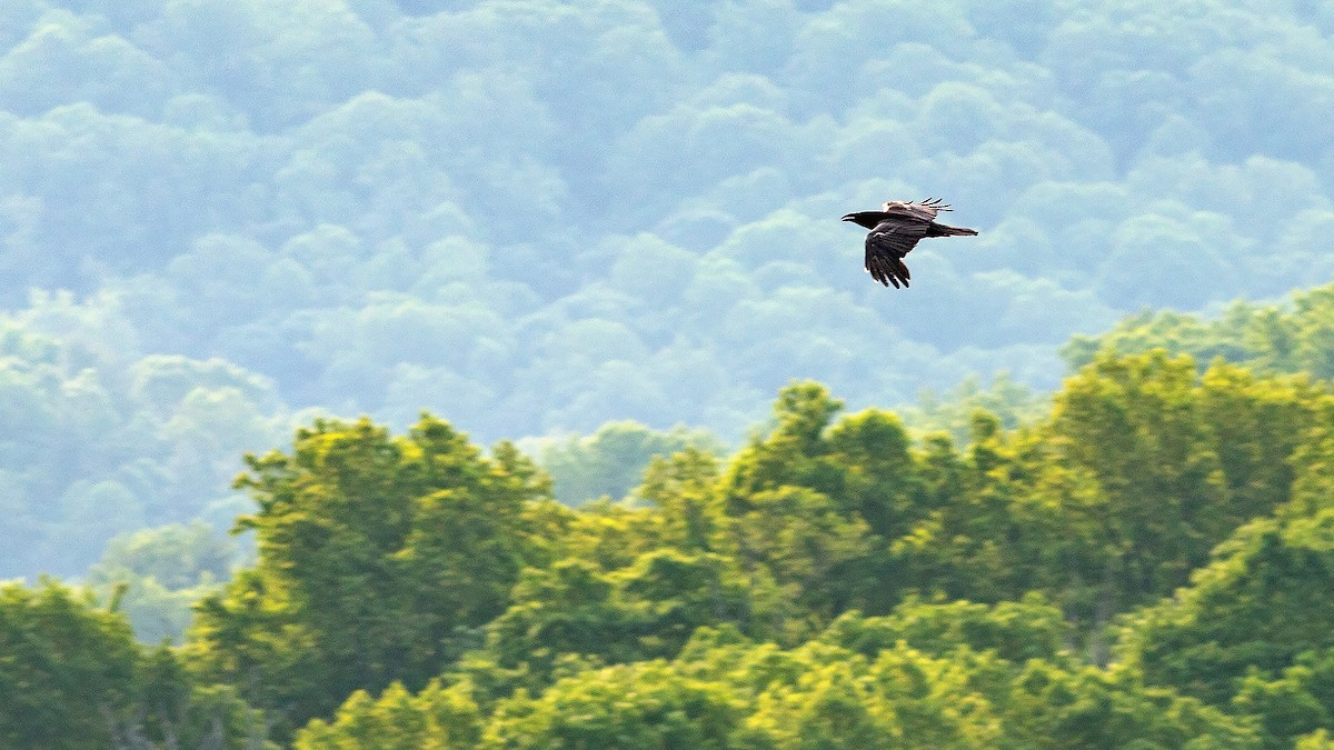 Common Raven - Todd Kiraly