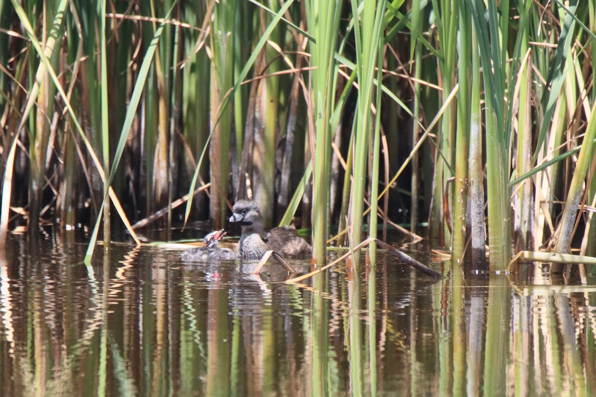 Pied-billed Grebe - ML619646278