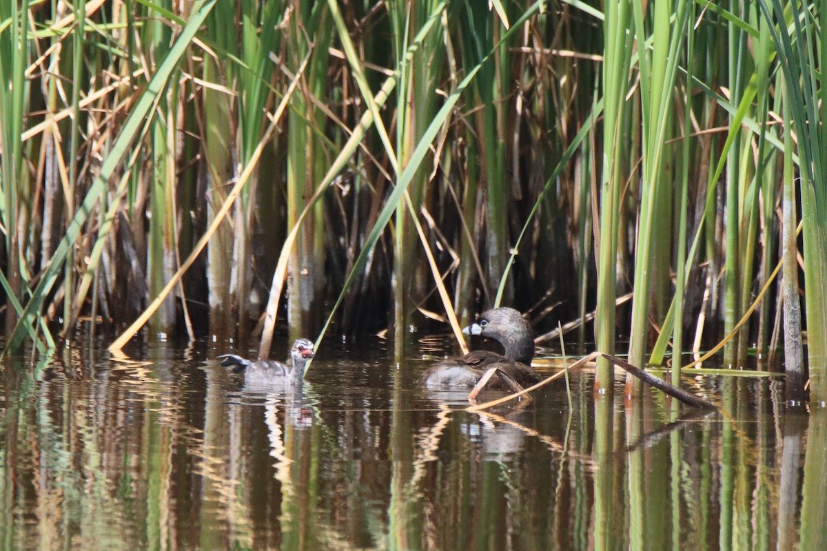 Pied-billed Grebe - Vicky Atkinson