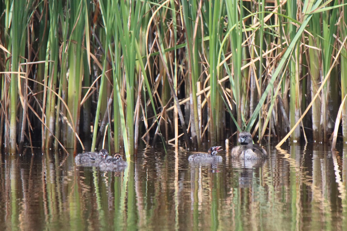 Pied-billed Grebe - ML619646280