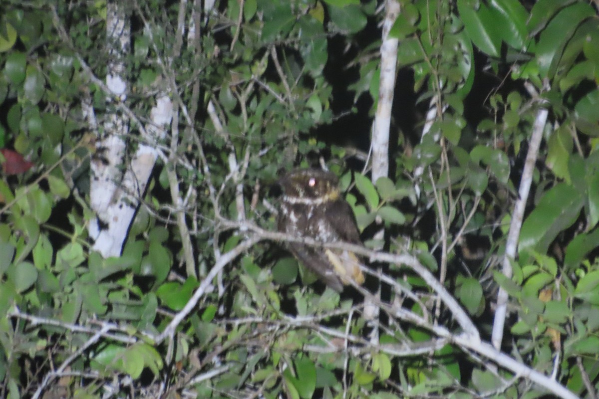 Yucatan Nightjar - ML619646285