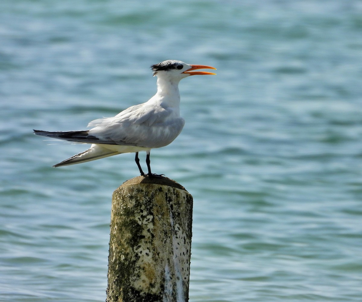 Royal Tern - Manuel Pérez R.