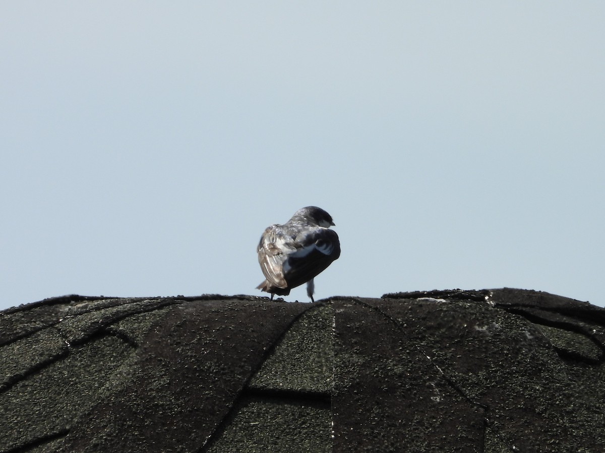 White-winged Swallow - ML619646294