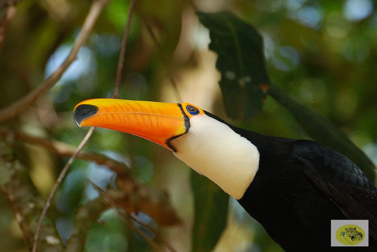 Toco Toucan - ML619646297