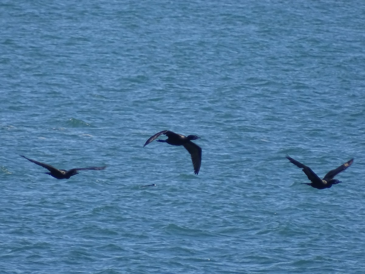 Neotropic Cormorant - José Ignacio Catalán Ruiz