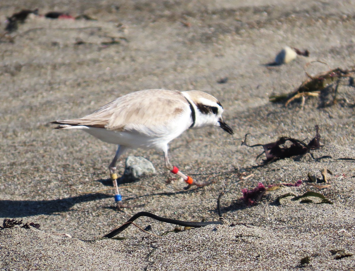 Snowy Plover - Maggie Smith