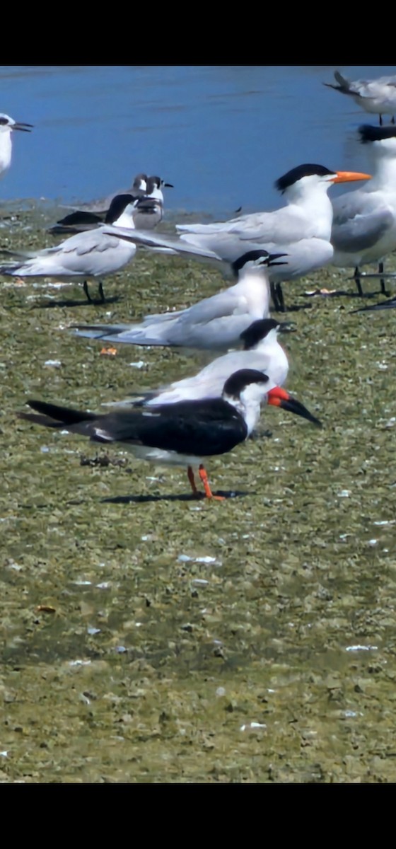 Sandwich Tern - Trina McPherson