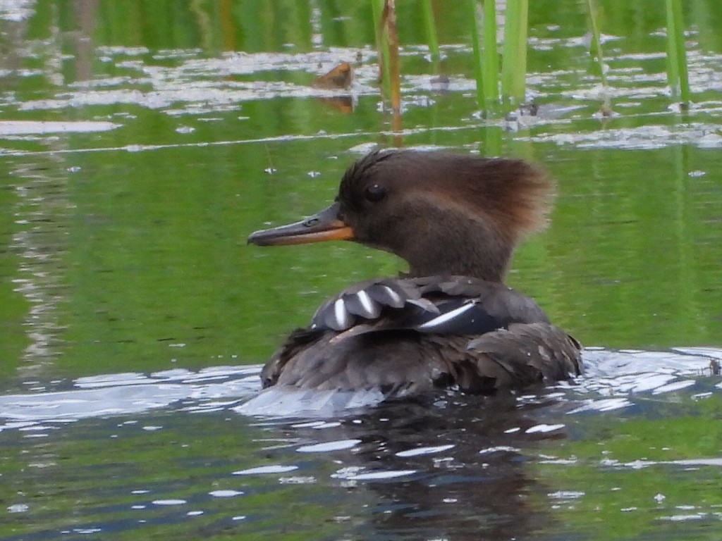 Hooded Merganser - ML619646315