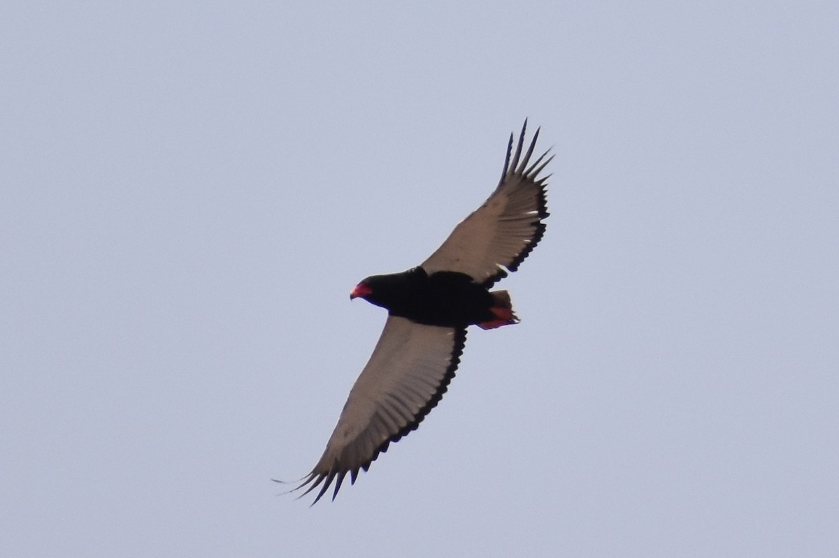 Bateleur des savanes - ML619646319