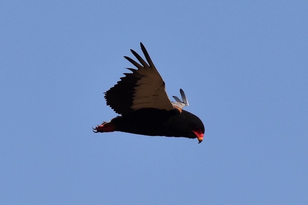 Águila Volatinera - ML619646320