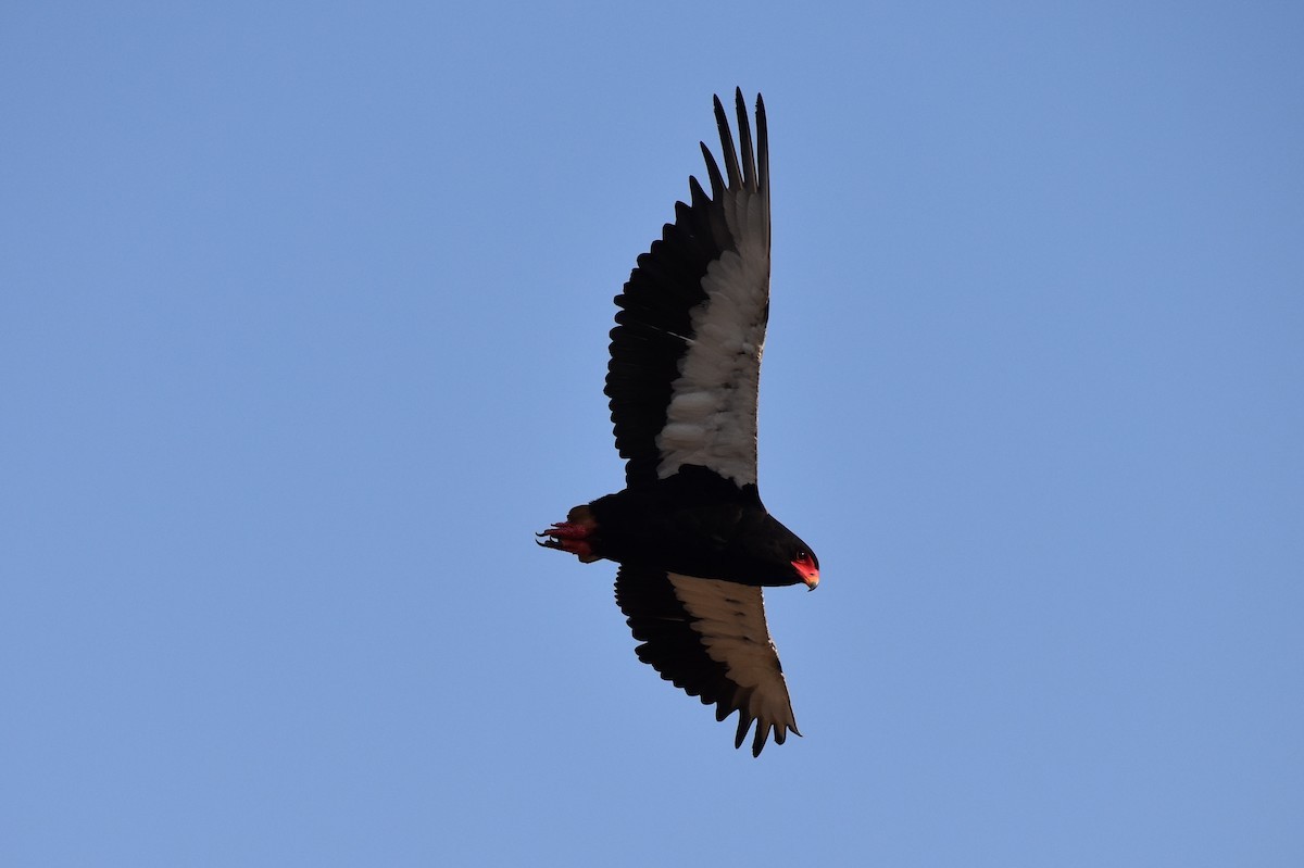 Águila Volatinera - ML619646322