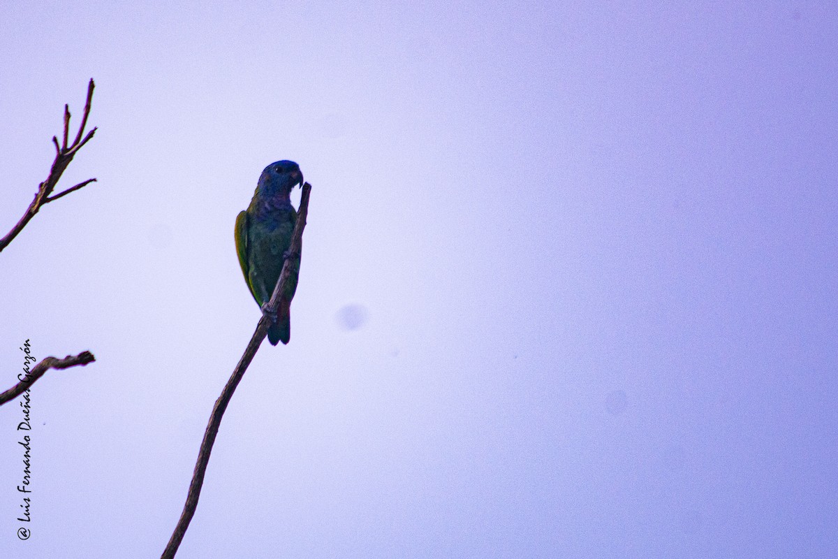 Blue-headed Parrot - Luis Fernando DG