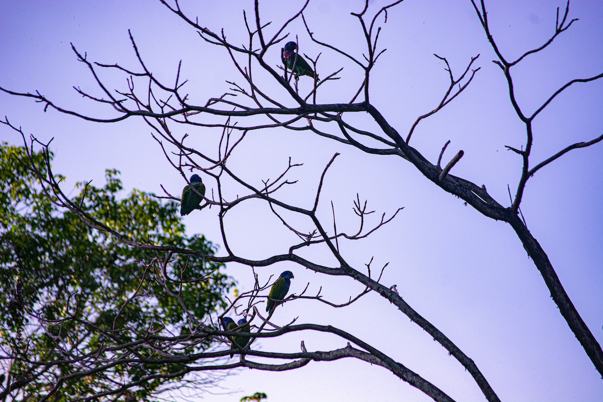 Blue-headed Parrot - ML619646325