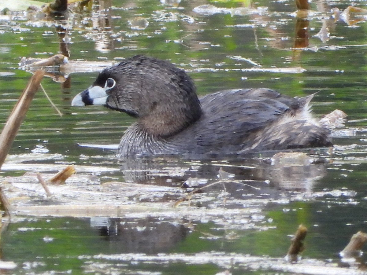 Pied-billed Grebe - Tammy Bradford