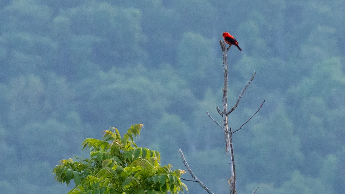 Scarlet Tanager - ML619646331