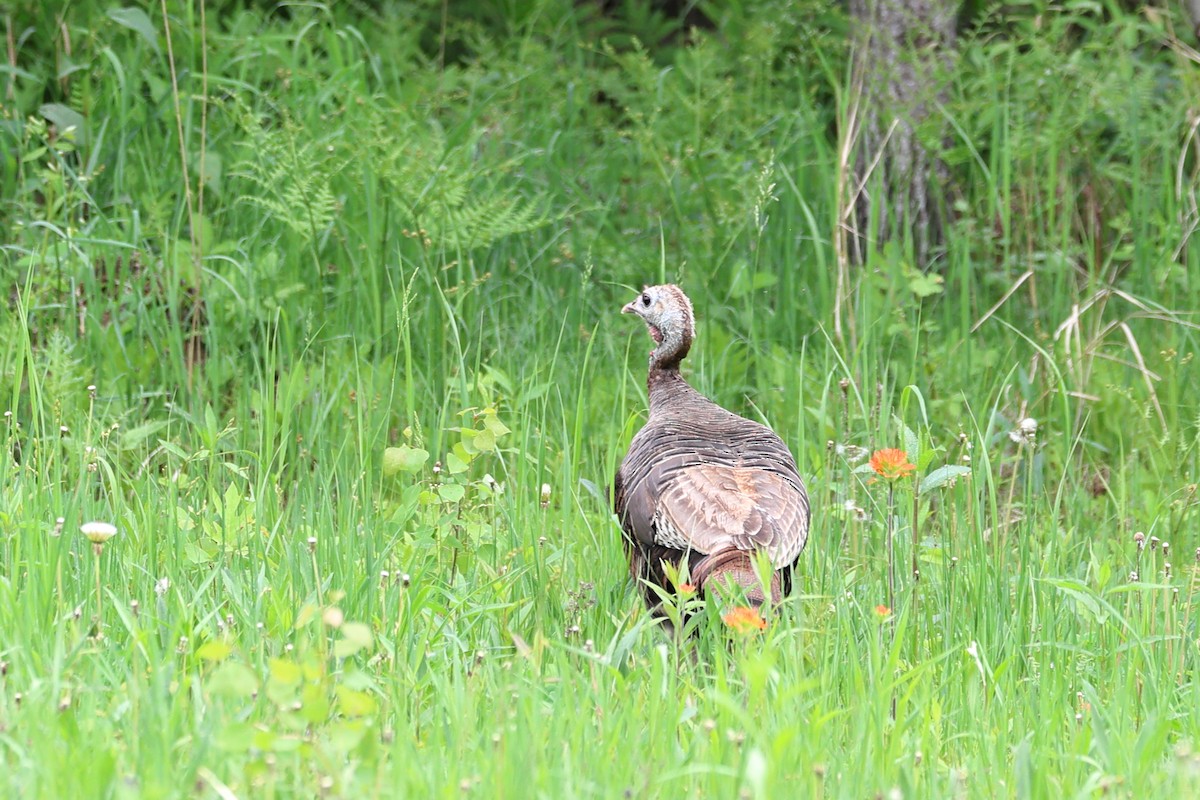 Wild Turkey - Darcy Pinotti