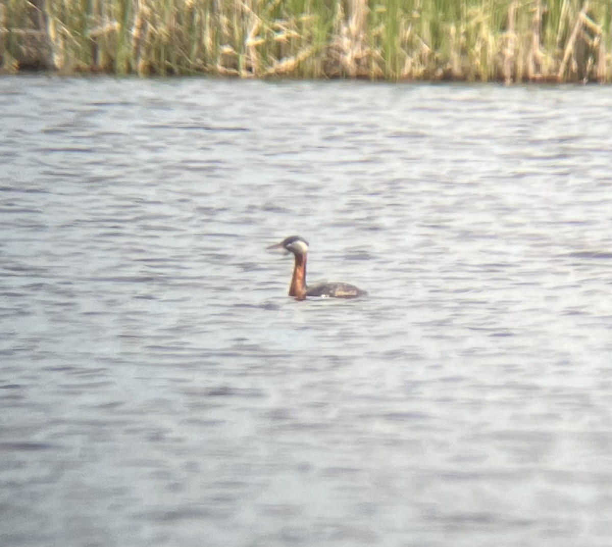 Red-necked Grebe - ML619646335